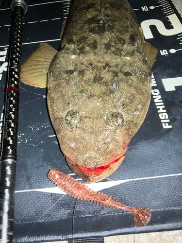 マゴチの釣果