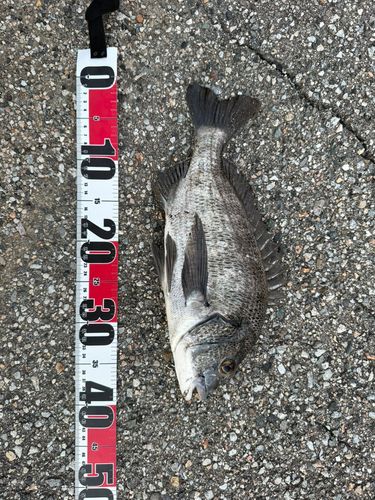 チヌの釣果