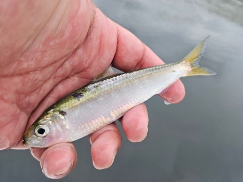 サッパの釣果