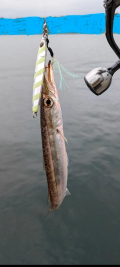 アカカマスの釣果