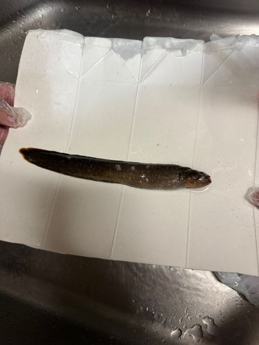 ギンポの釣果