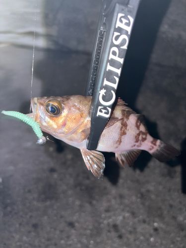 メバルの釣果