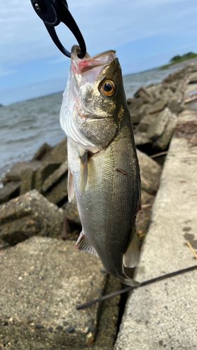 セイゴ（マルスズキ）の釣果
