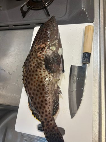 タカバーミーバイの釣果