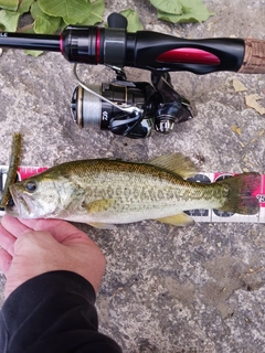 ラージマウスバスの釣果