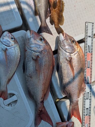 タイの釣果