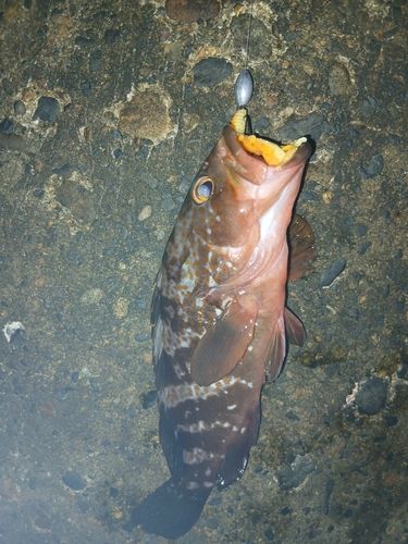 キジハタの釣果