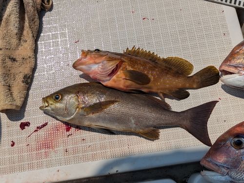 イサキの釣果