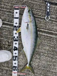 ワラサの釣果