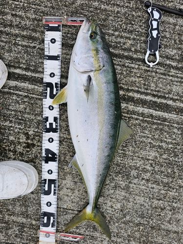 ワラサの釣果