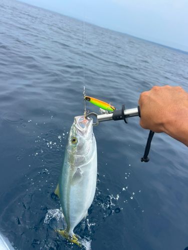 フクラギの釣果