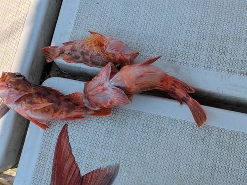 アラカブの釣果