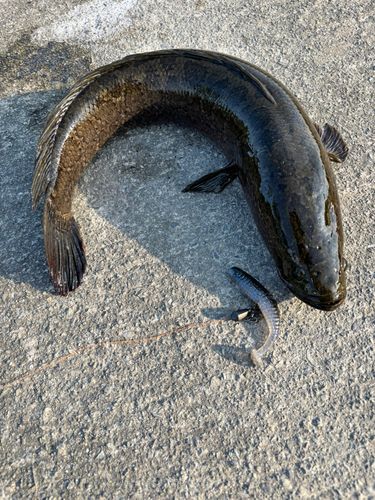 ライギョの釣果