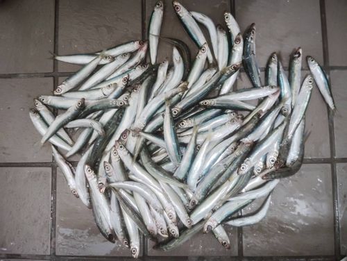 ウルメイワシの釣果