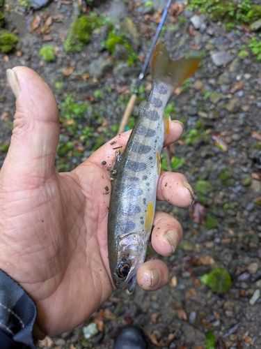 ヤマメの釣果