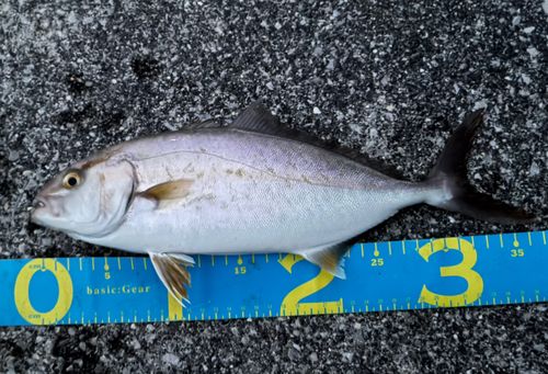 ショゴの釣果