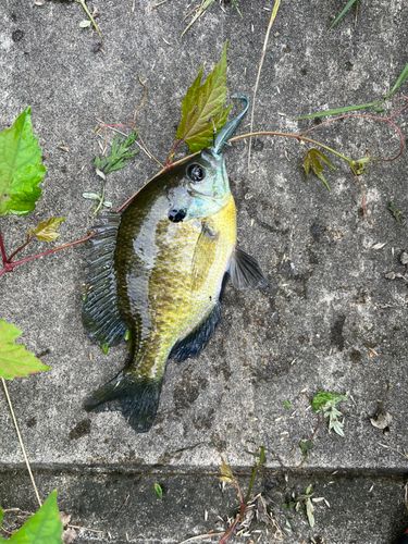 ブルーギルの釣果