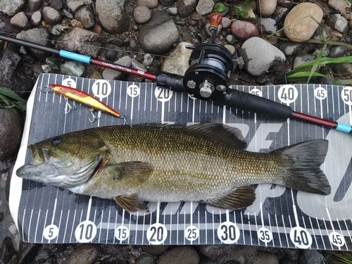 スモールマウスバスの釣果