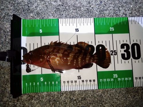 キジハタの釣果
