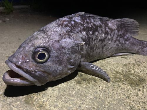 クロソイの釣果
