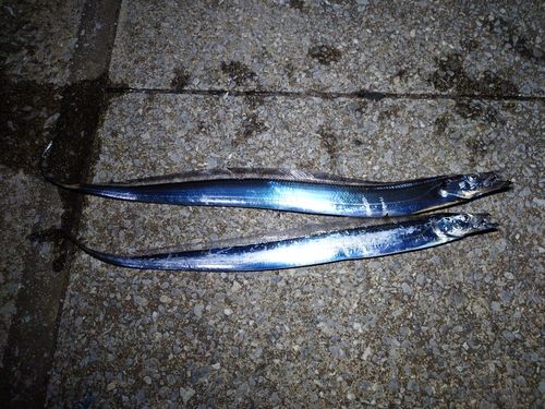 タチウオの釣果