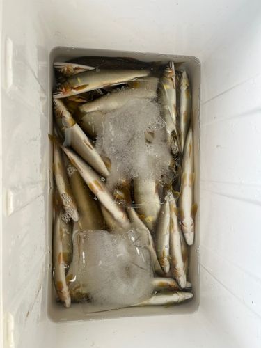 アユの釣果