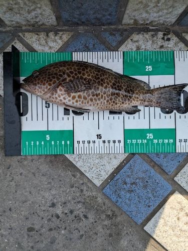 オオモンハタの釣果