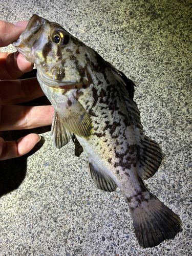 ソイの釣果