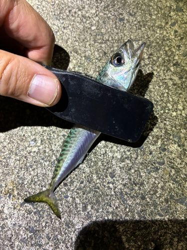 サバの釣果