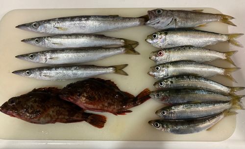 カマスの釣果