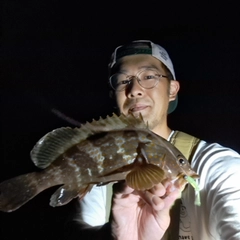 アコウの釣果