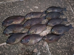 メジナの釣果