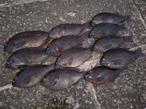 メジナの釣果
