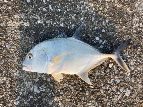 メッキの釣果