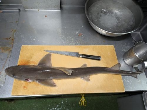 ケンサキイカの釣果