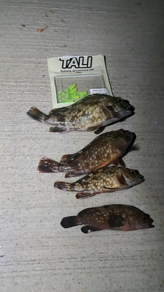 ガシラの釣果
