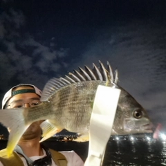 キチヌの釣果