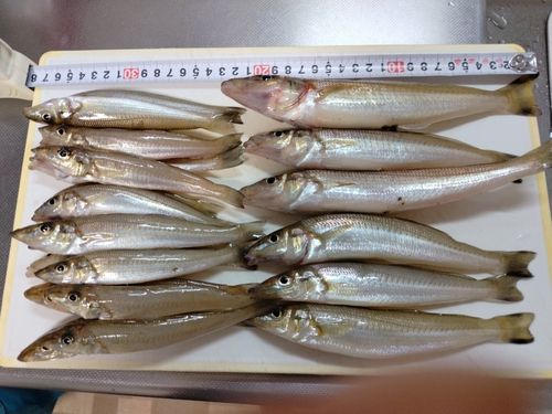 キスの釣果