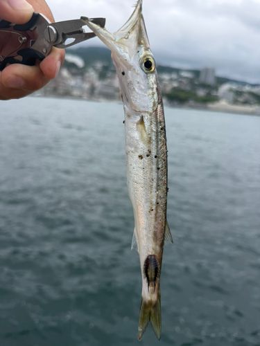 カマスの釣果