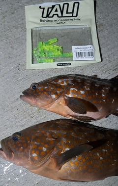 アコウの釣果