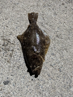 ソゲの釣果