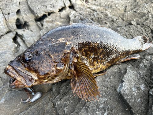 ベッコウゾイの釣果
