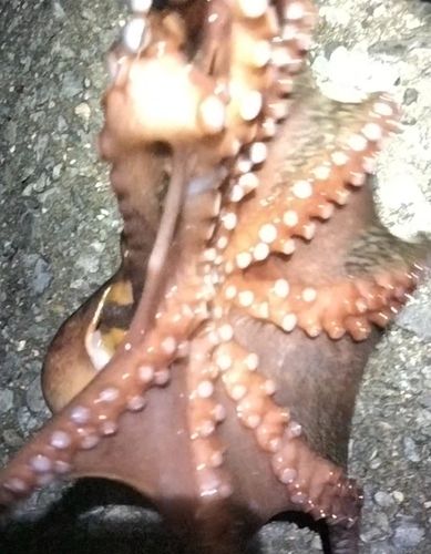 タコの釣果