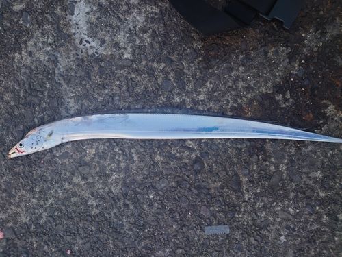 タチウオの釣果