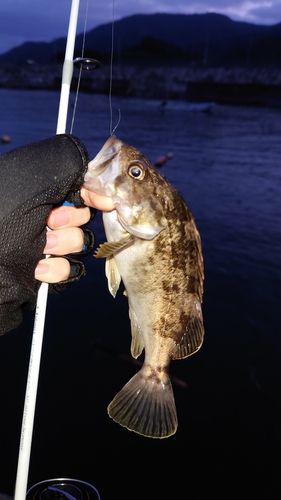 クロソイの釣果