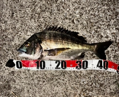 チヌの釣果