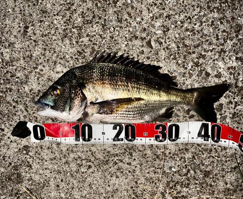 チヌの釣果