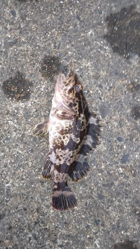 タケノコメバルの釣果