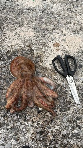 マダコの釣果