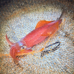 ケンサキイカの釣果